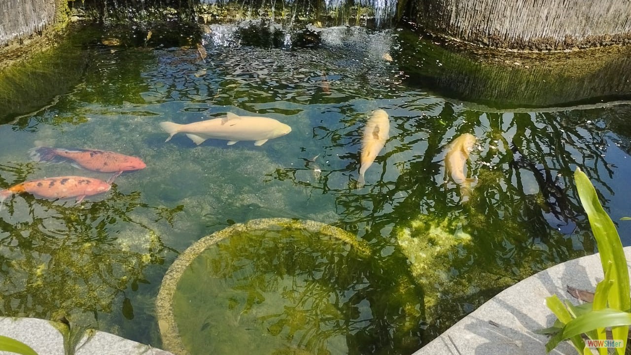 LKG (35)